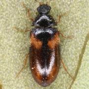 Reesa vespulae (2.8–3.8 mm)