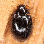 Trinodes hirtus (1.5–2.5 mm)