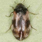 Trogoderma angustum (2.5–4 mm)