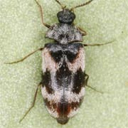 Trogoderma angustum (2.5–4 mm)