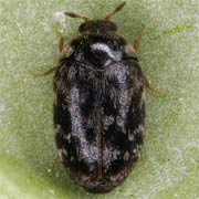 Trogoderma glabrum (2–4.2 mm)