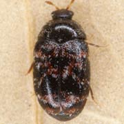 Trogoderma versicolor (2–5 mm)