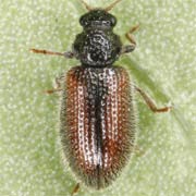 Laricobius erichsonii (2–2.5 mm)