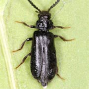 Drilus concolor (4–6 mm)