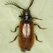 Drilus flavescens (4–8 mm)