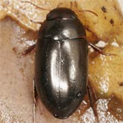 Agabus affinis (6–7.2 mm)