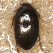 Agabus bipustulatus (8–11 mm)