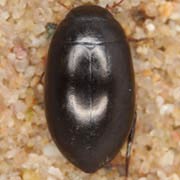 Agabus chalconatus (8.5–9 mm)