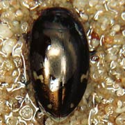 Agabus didymus (8–9 mm)