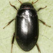 Agabus guttatus (7.5–9.2 mm)