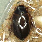 Agabus sturmii (8–9 mm)