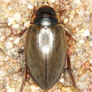Colymbetes fuscus (17–19 mm)