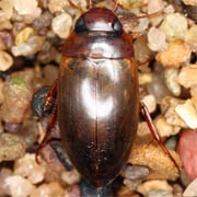 Copelatus haemorrhoidalis (6.5–8 mm)