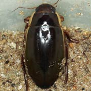 Dytiscus dimidiatus (32–38 mm)