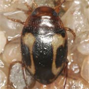 Graptodytes pictus (2.2–2.5 mm)