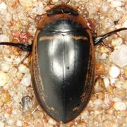 Hydaticus transversalis (12–13 mm)