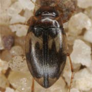 Hydroglyphus pusillus (1.8–2.3 mm)