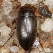 Hydroporus angustatus (3–3.2 mm)