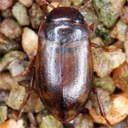 Hydroporus ferrugineus (3.5–4 mm)