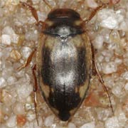 Hydroporus palustris (3–3.2 mm)