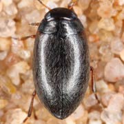 Hydroporus pubescens (3.4–3.8 mm)