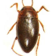 Hydroporus scalesianus (1.7–2 mm)