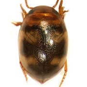 Hydrovatus cuspidatus (2.8–3 mm)