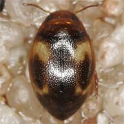 Hygrotus decoratus (2–2.5 mm)