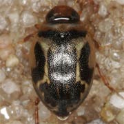 Hygrotus inaequalis (3–3.7 mm)