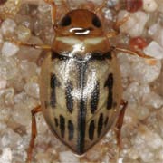 Hygrotus versicolor (3–3.5 mm)