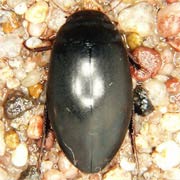 Ilybius quadriguttatus (10.5–11.5 mm)