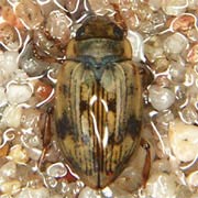 Nebrioporus canaliculatus (4.5–5 mm)