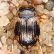 Oreodytes sanmarkii (2.5–3 mm)