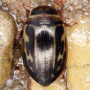Platambus maculatus (7–8.5 mm)