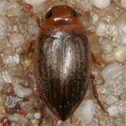 Porhydrus lineatus (3–3.5 mm)