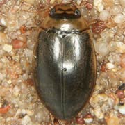 Rhantus exsoletus (9–10 mm)