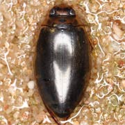 Rhantus suturalis (11.5–12.5 mm)