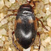 Suphrodytes dorsalis (4.5–5.5 mm)