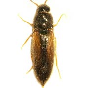Adrastus rachifer (3–4.2 mm)