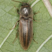 Agriotes lineatus (7.5–10.5 mm)