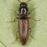 Agriotes pallidulus (3.5–5.7 mm)