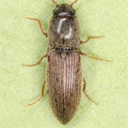 Agriotes sputator (6.5–8 mm)