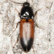 Ampedus balteatus (7.5–9 mm)