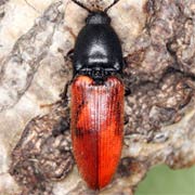 Ampedus cardinalis (12–15.5 mm)