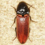 Ampedus cinnabarinus (12–14.5 mm)