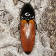 Ampedus elongatulus (7–8.5 mm)