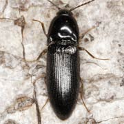 Ampedus nigrinus (7–8 mm)