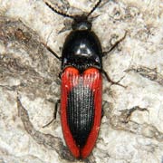 Ampedus sanguinolentus (9–11.5 mm)