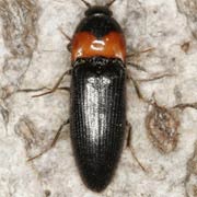 Ampedus sinuatus (7–9 mm)