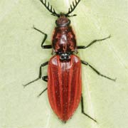 Anostirus purpureus (10–11 mm)